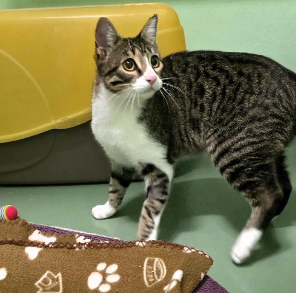 GATTO SILVESTRO Foto 6